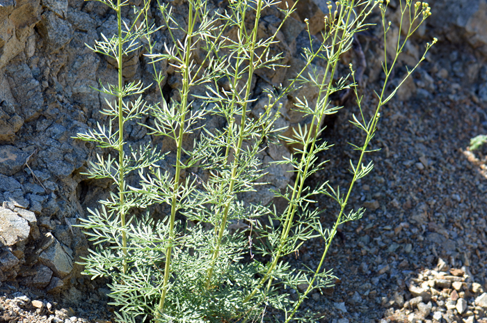 Loomis' Thimblehead leaves are green and divided into narrow linear lobes. The leaves are smooth or they may have short soft hairs. Hymenothrix loomisii